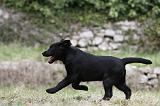 LABRADOR 875